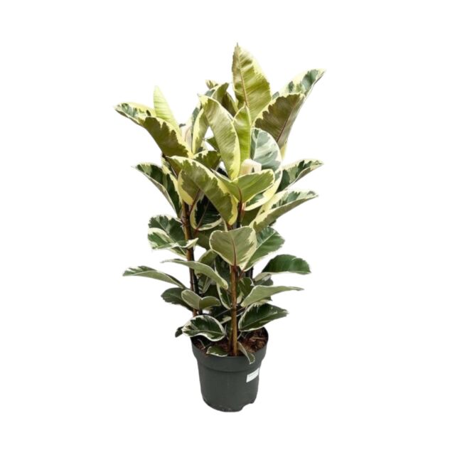 Φυτό ficus Elastica Tineke 100-130cm