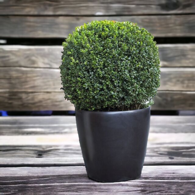 Φυτό Buxus pala 50-60cm