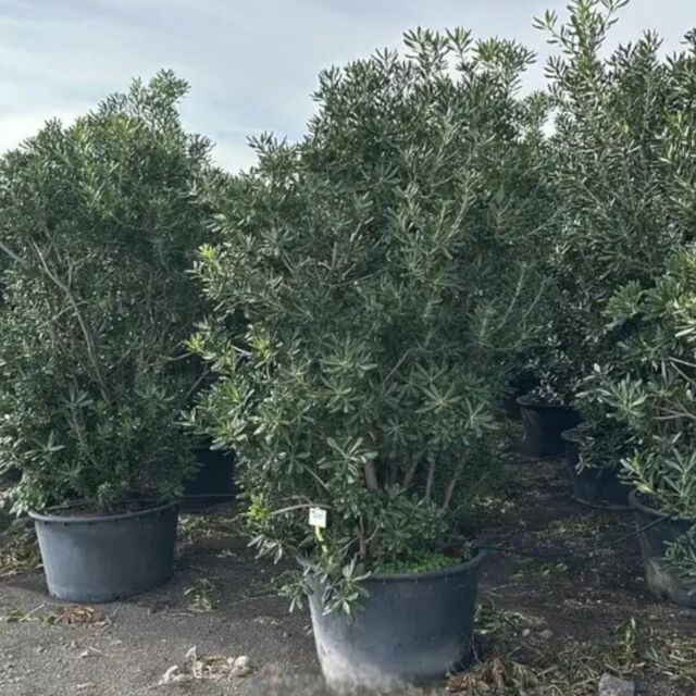 Αγγελικούλα | Pittosporum Tobira 