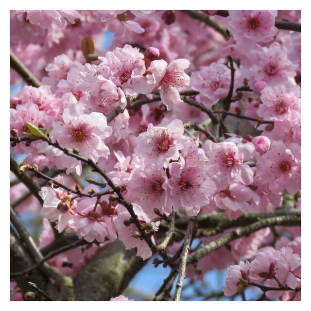 Φυτό Προύνος | Prunus με κόκκινο φύλωμα 150-180cm