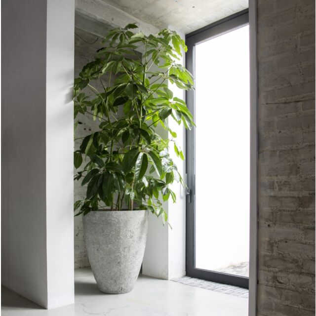Γλάστρα Bernd S Ø 33 x H 37