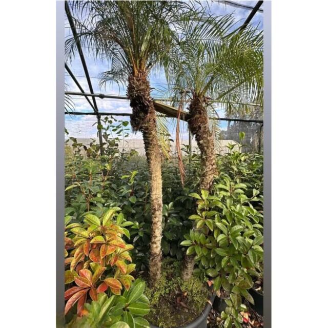 Double Phoenix roebellini |Διπλός Φοίνικας Ρομπελίνοι H180-200 cm (Trunk)