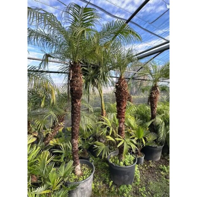 Phoenix roebellini | Φοίνικας Ρομπελίνοι H180-200 cm (Trunk)