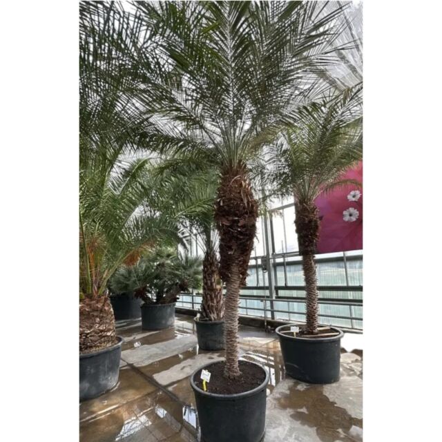 Phoenix roebellini | Φοίνικας Ρομπελίνοι H200-230 cm (Trunk)