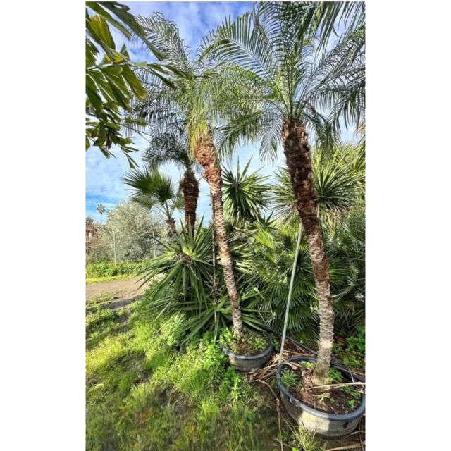 Phoenix roebellini | Φοίνικας Ρομπελίνοι H200-250 cm (Trunk)