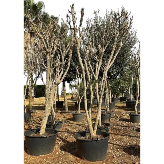 Ροδιά με Διακλαδώσεις | Punica Granatum Multistem H300 