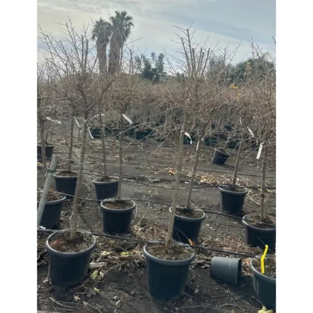 Ροδιά | Punica Granatum 