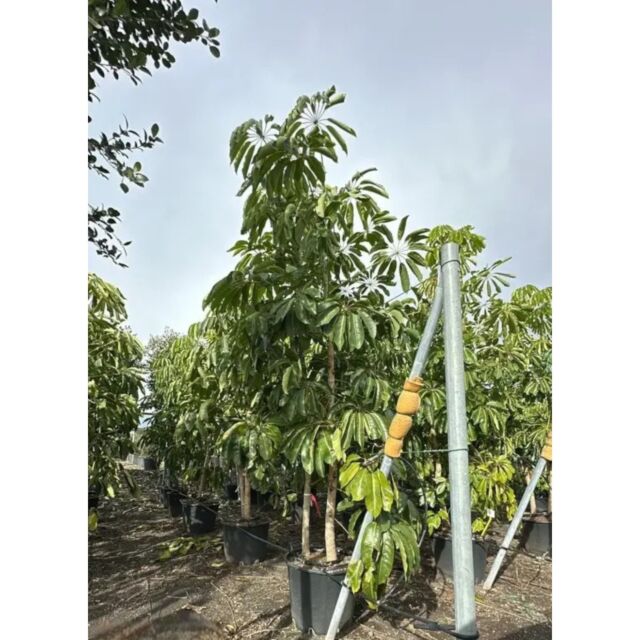 Σχέφλερα η Ακτινοειδής | Schefflera actinophylla