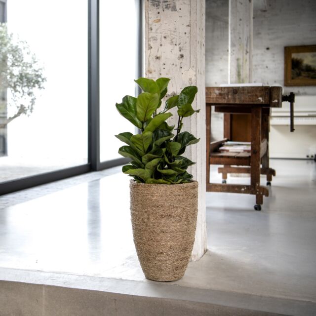 Ben M, Straw Grass Ø 30 x H 41