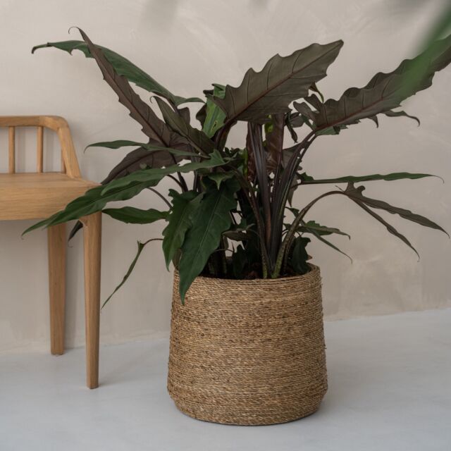 Γλάστρα Patt XL, Straw Grass Ø 49 x H 41