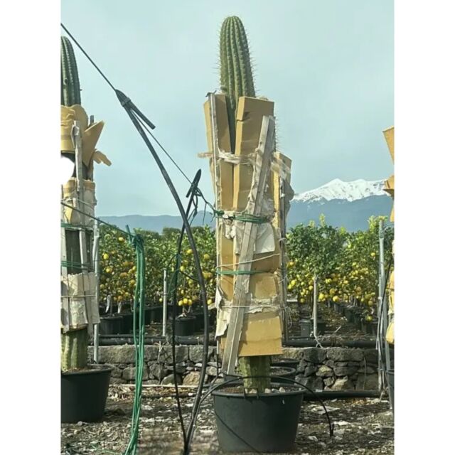 Τριχοκηρεύς | Trichocereus 