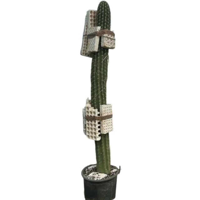 Τριχοκηρεύς | Trichocereus H200+ x Φ40 cm