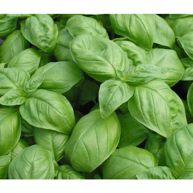 Φυτό Βασιλικός πέστο | Pesto Basil 20-30cm