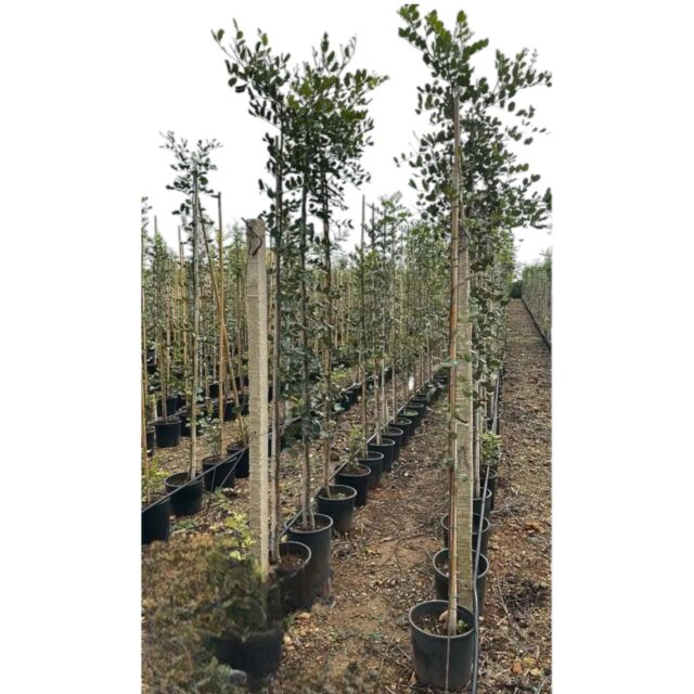 Χαρουπιά | Ceratonia siliqua H180 x Φ24 cm (Trunk)