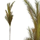 FOAM ΛΑΔΙ/ΚΑΦΕ  PAMPAS Y117/64cm