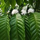 Φυτό Καφεόδεντρο | Coffea Arabica 10-15cm 