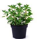 Φυτό Μέντα | Mentha 25-30cm