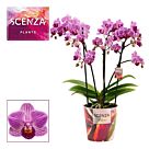 Φυτό Ορχιδέα Φαλαίνοψις mini | Phalaenopsis mini 35 cm