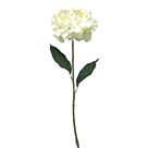 ΚΛΑΔΙ ΟΡΤΑΝΣΙΑ ΕΚΡΟΥ Y60cm.