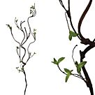 ΚΛΑΔΙ ΚΑΦΕ ΜΕ ΠΡΑΣΙΝΑ ΦΥΛΛΑΡΑΚΙΑ Υ130cm.