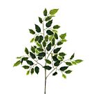 ΚΛΑΔΙ ΔΙΧΡΩΜΟ ΜΠΕΝΖΑΜΙΝ Υ65cm