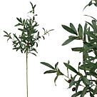 ΚΛΑΔΙ ΕΛΙΑΣ ΜΕ ΚΑΡΠΟΥΣ Y105cm