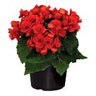 Φυτό Βιγόνια mix χρώματα | Begonia mix color