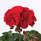 Φυτό Γεράνι mix χρώματα | Geranium color mix 25-35 εκ.