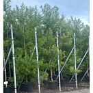 Μιμόζα | Acacia Dealbata 