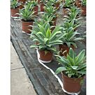 Αγαύη της Ουράς του Λιονταριού | Agave Αttenuata Φ 20 cm