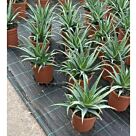 Αλόη Σπινοσίσιμα | Aloe Spinosissima 