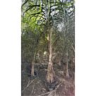 Δέντρο Arecastum (Cocos) 150 cm