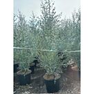 Ευκάλυπτος Αζούρα | Eucalytpus Azura Φ40