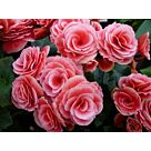 Φυτό Βιγόνια mix χρώματα | Begonia mix color