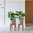 Γλάστρα Patt M (Feet High), W 24 x H 35 Με Βάση Ξύλο
