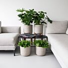 Γλάστρα Charlie XXL (Feet Low), W 48,5 x H 62,5 Με Βάση Ξύλο