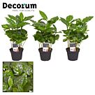 Φυτό Καφεόδεντρο | Coffea Arabica 10-15cm 