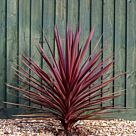 Φυτό Κορδιλίνη | Cordyline Australis Red Star