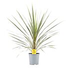 Φυτό Κορδιλίνη | Cordyline Australis Variegata