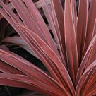 Φυτό Κορδιλίνη | Cordyline Australis Red Star