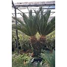 Σύκας με Διακλαδώσεις | Cycas Revoluta 100+ cm (Trunk)