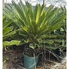 Σύκας | Cycas Revoluta Φ30 x 30 cm (Trunk)