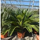 Σύκας | Cycas Revoluta Φ33