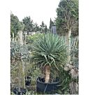 Dracaena Draco H80 cm