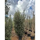 Δρύς | Quercus Ilex H200-250