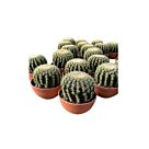 Αιχινόκακτος | Echinocactus Brevispinus Φ17 cm