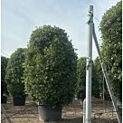 Φίκος Ροδίτικος | Ficus Nitida 