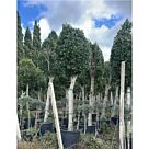 Ινδικός Δρύς | Ficus Nitida H250 x Φ40-50 cm