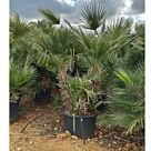 Χαμέροπας Χούμιλις | Chamaerops Humilis 120cm 3 stems