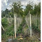 Γιακαράντα | Jacaranda Mimosifolia H 200+ cm x Φ45